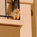 뭐먹냥? 이미지