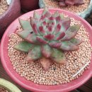 솔레미오 이미지