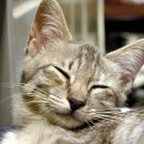 안테나메디컬 이미지