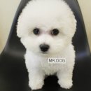 미스터도그 이미지