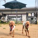 왕숙천공원 왕숙교하부 | 구리 강아지 놀이터 남양주 왕숙천 애견운동장