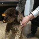 푸들사랑 이미지