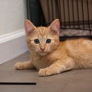 고려동물병원 이미지