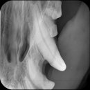 디지레이 이미지