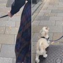 강아지산책 이미지