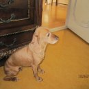 <b>코스</b><b>파니엘</b> 7년생 무료로 드립니다.