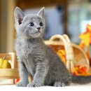 달루나캣츠 고양이전문 평택점 이미지