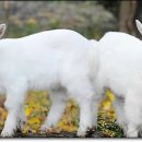 미래 가축인공수정 이미지