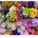 [갤럭시 노트] 꽃들의 합창 / 2012. 2. 11 이미지