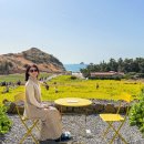 카페24ING | 제주 산방산 카페 소색채본 제주도 유채꽃 ing