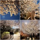 북서울꿈의숲 | 북서울꿈의숲 벚꽃 후기｜4월 1일 실시간 서울 밤 벚꽃 명소