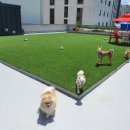 펫브릿지 이미지