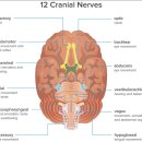 Re: 안구운동을 담당하는 3,4,5,6 cranial nerve palsy 회복 85% ..nature 이미지