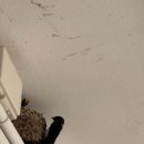 디엠지스테이 이미지