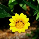 가자니아 이미지