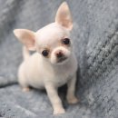 아이러브펫동물병원 이미지