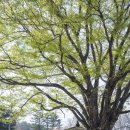 계룡시 엄사면  버들골길 12-8 | 충청도 계룡 사진찍기좋은곳 유동리 느티나무 초록 물결 장관