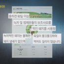 녹차먹인돼지 이미지