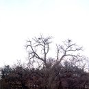 영천 약남리 회화나무 이미지