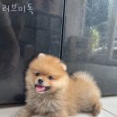 러브미독 - 남동구 구월로 343 | 러브미독