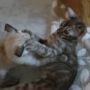 미파캐터리 이미지