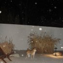 금산다락 | 생일기념 떠난 첫 가족여행, 반려견동반숙소 춘천 금산다락