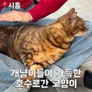 호수로 간 고양이 이미지