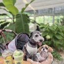 호미마루 | [함안 애견동반카페 추천] 숲속 넓은 정원에서 힐링! ‘카페 호미정원’ 반려견과 함께 다녀온 솔직 후기🐶🌿