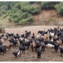 풍년염소농장 이미지