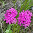 월선주유소 이미지