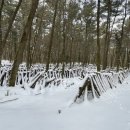 관음사의 왕벚나무자생지 이미지