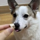 펫콩 | [반려동물등록 페오펫] 반려동물 등록부터 외장칩 까지 한 번에! 페콩칩 실속 풀 패키지