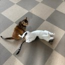 코딱지 | 코딱지 최종후기 : 태풍 투어