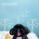 모든애견미용실 이미지