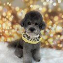 부천애견미용 멍미살롱 이미지