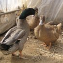 우리집 오리 이미지