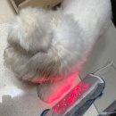 펫매니저 | #후기 : 슬개골 지간염 홈케어 매니저! 닥터펫 펫큐어레이