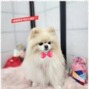 오늘, 예쁘개 이미지