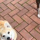 포레스트소울 이미지