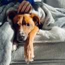 오류동물병원 이미지