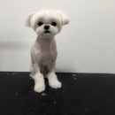 THE 빛나개 이미지