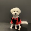 광주 한사랑동물병원 이미지