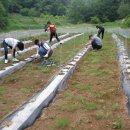 우복농장 Daum카페