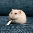 형님저예요 이미지