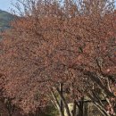 와룡산청룡사앞 이미지