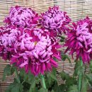 대학경로당 이미지