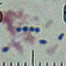 Streptococcus thermophilus 이미지