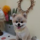 개 웃는날 이미지