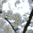 (대필) 4월9일 일요일 오후1시 우이천 벚꽃 보러가요~! 이미지
