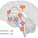 Re: 만성통증 .. 비침습적 전기치료기.. 신경가소성 조절 2025 네이처!! 이미지